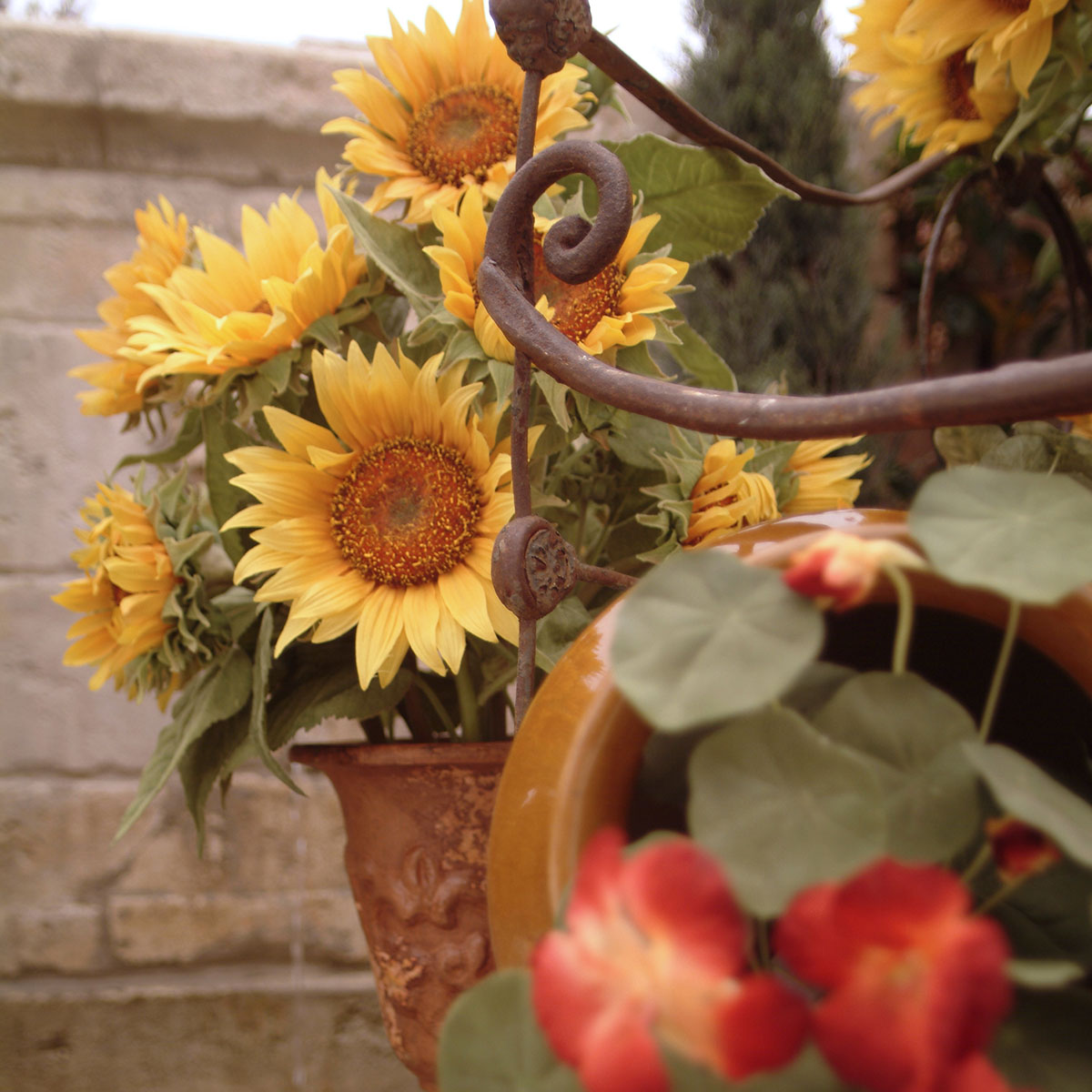 Sunflowers radiating in a terracotta pot on a sunlit patio, with nasturtiums adding a splash of color.